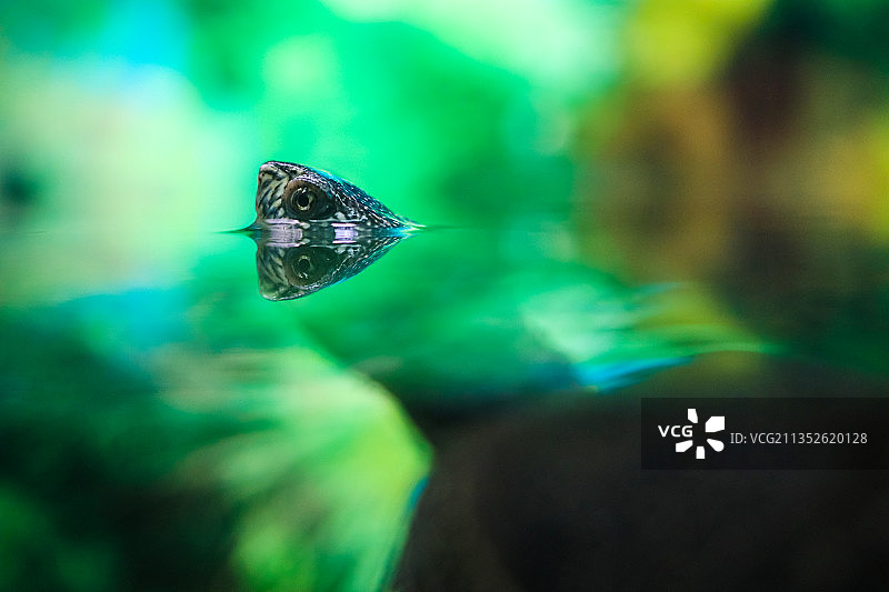 探出头的水龟图片素材