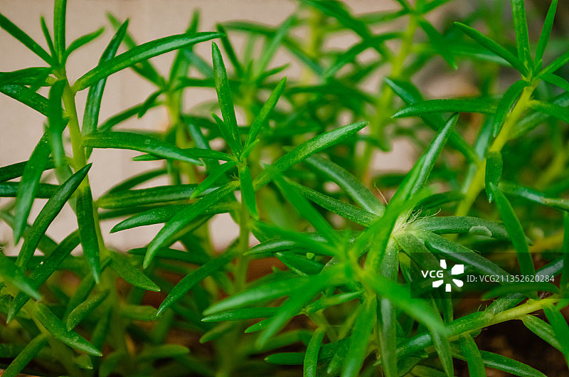 大花马齿苋图片素材