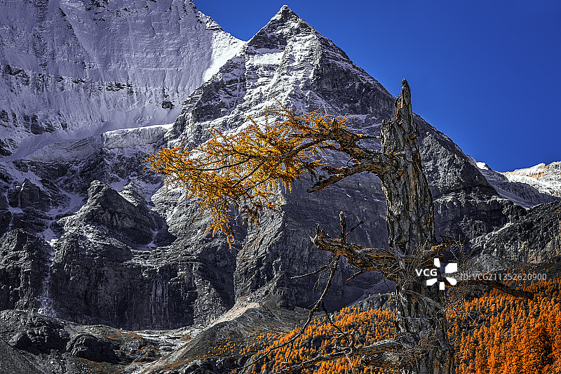 川西亚丁风光——生命之树图片素材