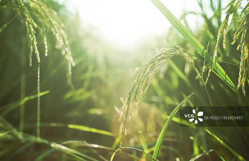 青色水稻图片素材