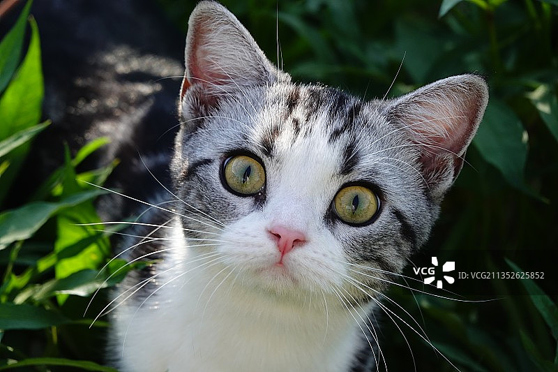 菜地躲猫猫图片素材