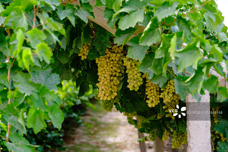 丰硕的葡萄园图片素材