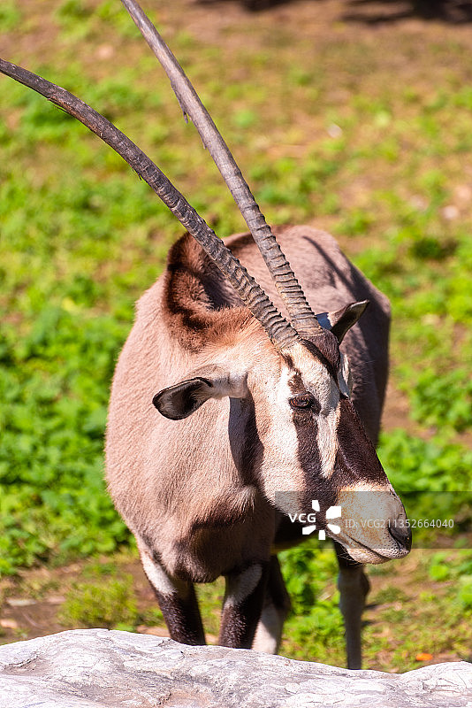 黑斑羚图片素材