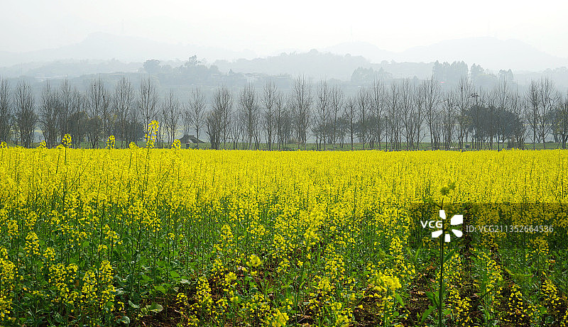 重庆广阳岛油菜花田图片素材