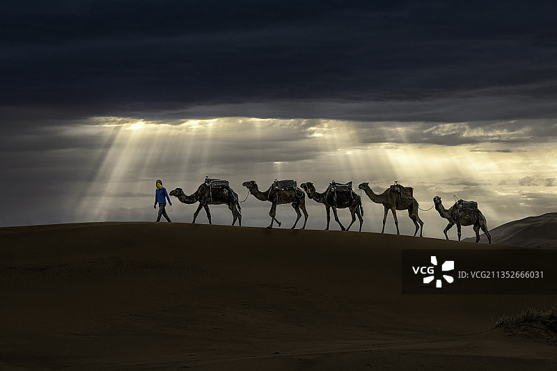 摩洛哥撒哈拉沙漠骆驼队图片素材