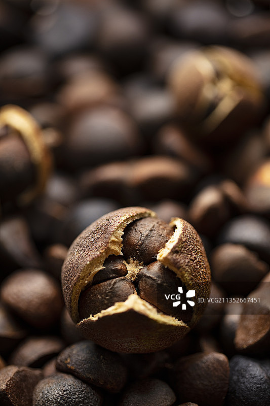 晾晒干的油茶籽图片素材