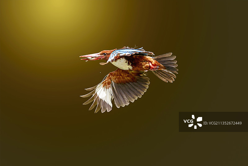 白胸翡翠图片素材