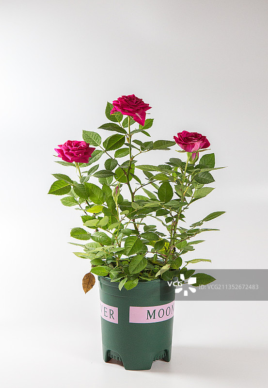 月季花盆栽白底图背景图静物图图片素材