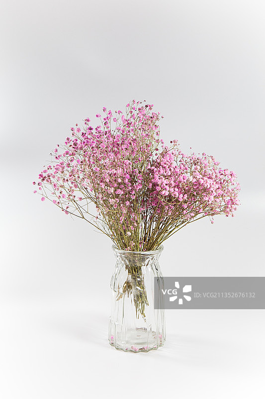 麦蓝菜背景图白底图静物图图片素材