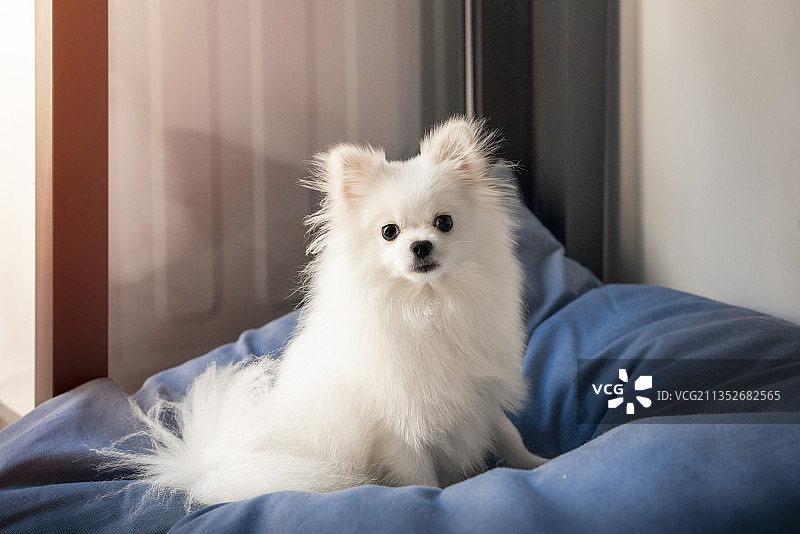 博美犬图片素材