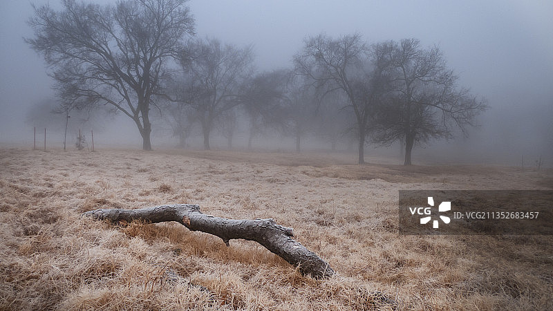 冬季田野上的树木，美国俄克拉荷马州图片素材