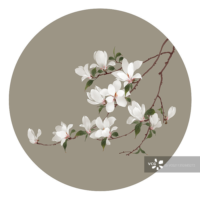 白色玉兰花图片素材