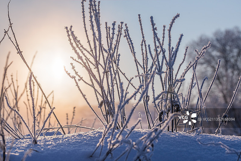 雪覆盖的田野植物特写，背景是天空图片素材