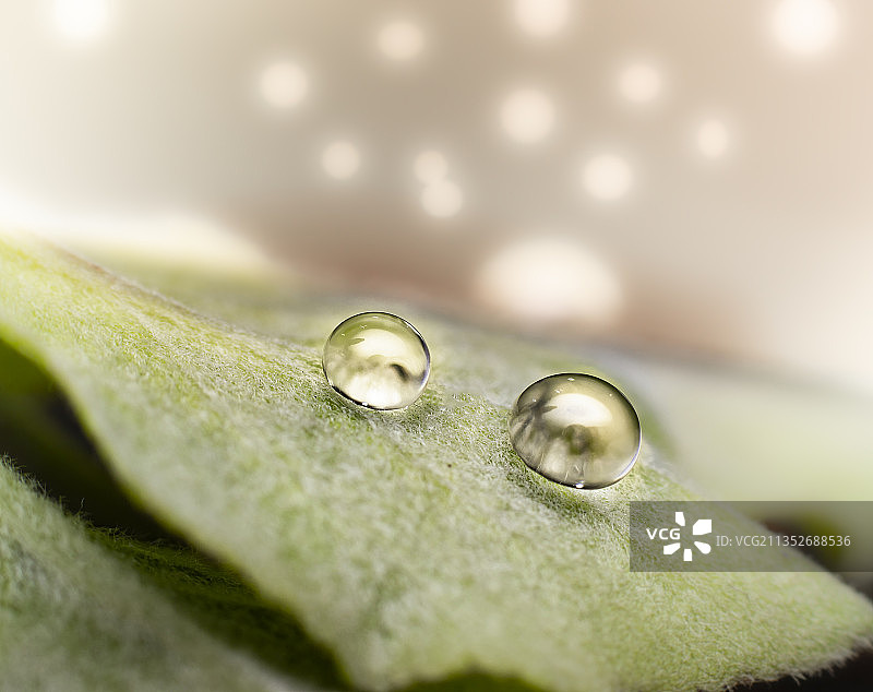 树叶上水滴的特写镜头图片素材