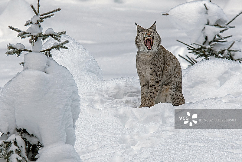 猫咪坐在雪地里的特写，捷克图片素材