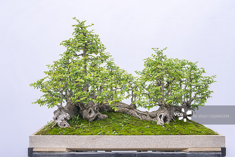 小叶榕盆景图片素材