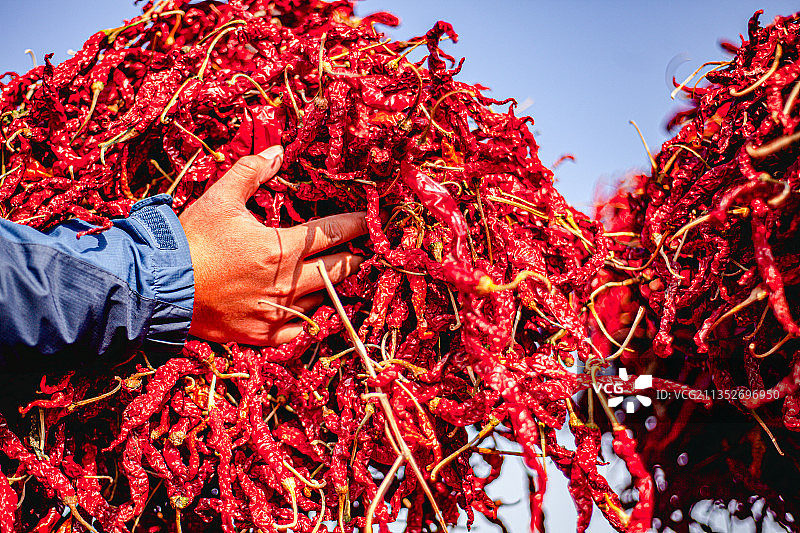 新疆沙湾安集海辣椒农业丰收晒场图片素材