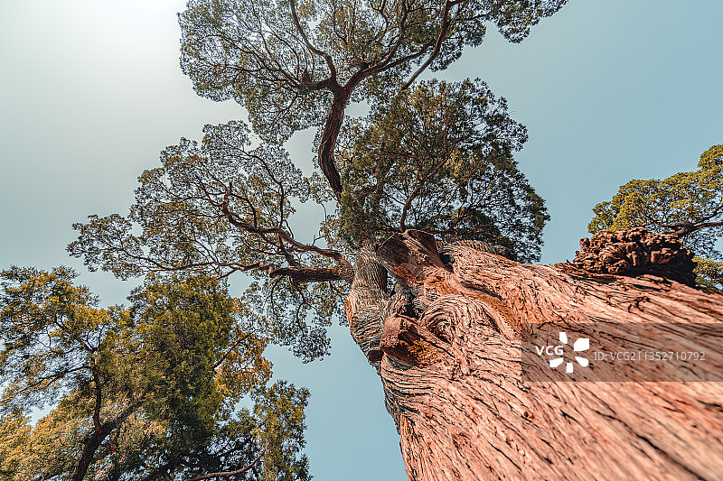 古树参天+北京市东城区故宫博物院图片素材