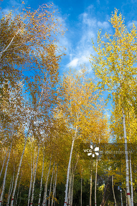 白桦林图片素材