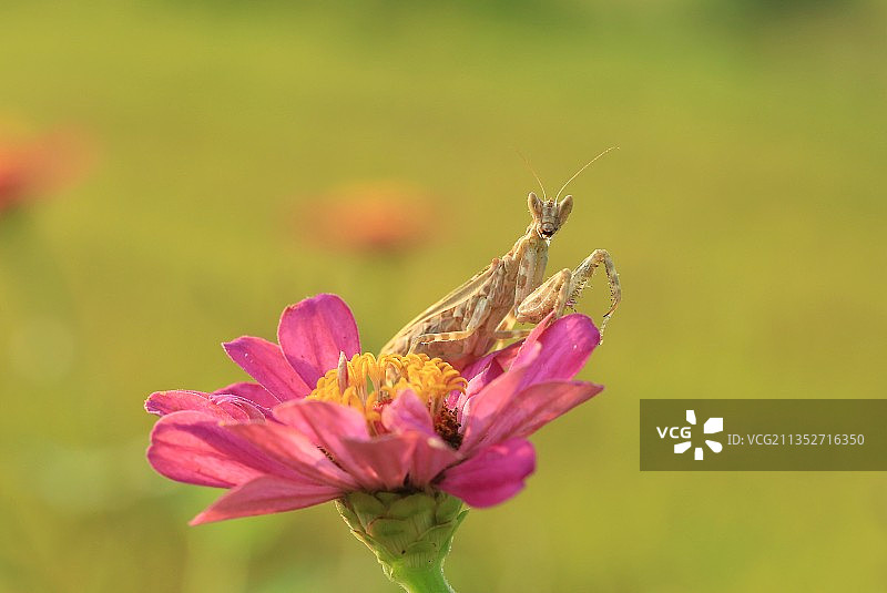 百日菊上的丽眼斑螳图片素材