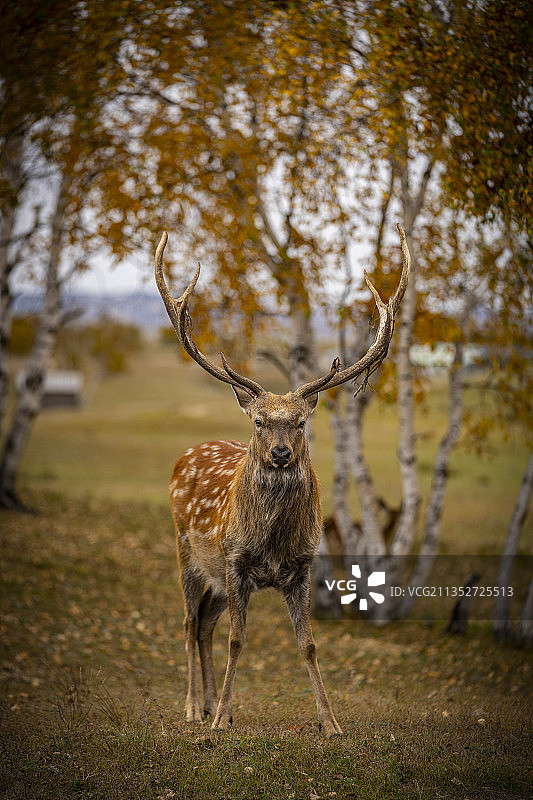 王者之顾图片素材