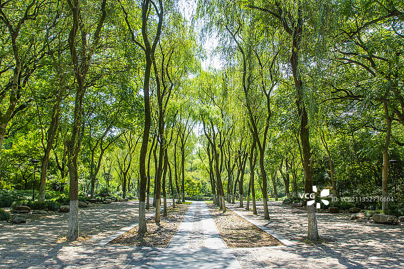 杭州西湖畔 西湖景点 柳浪闻莺 阳光树林 柳树 林荫小道图片素材
