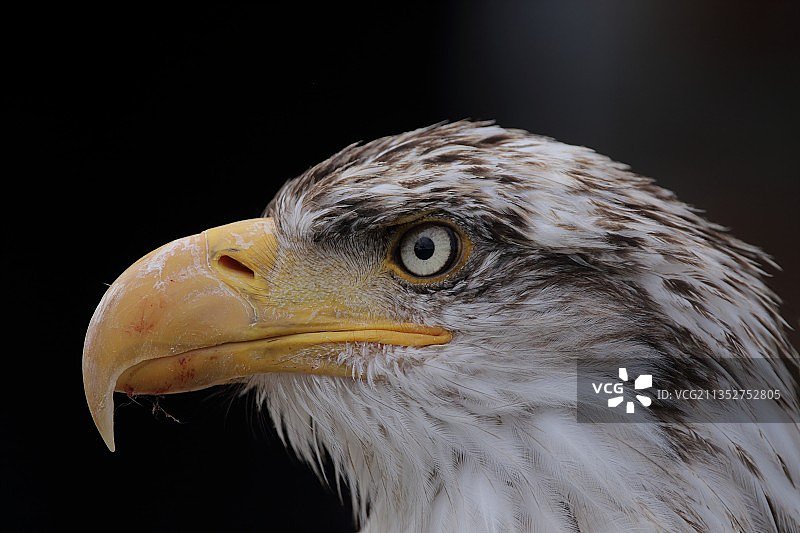 秃鹰特写，奥伯尔多拉，德国图片素材