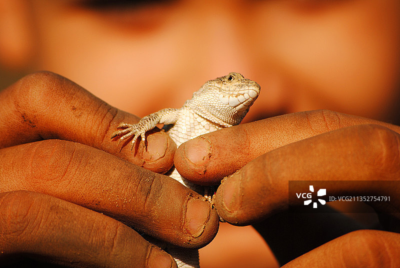 男孩拿着一只蜥蜴图片素材