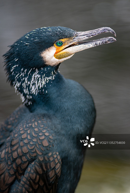 水鸭特写图片素材