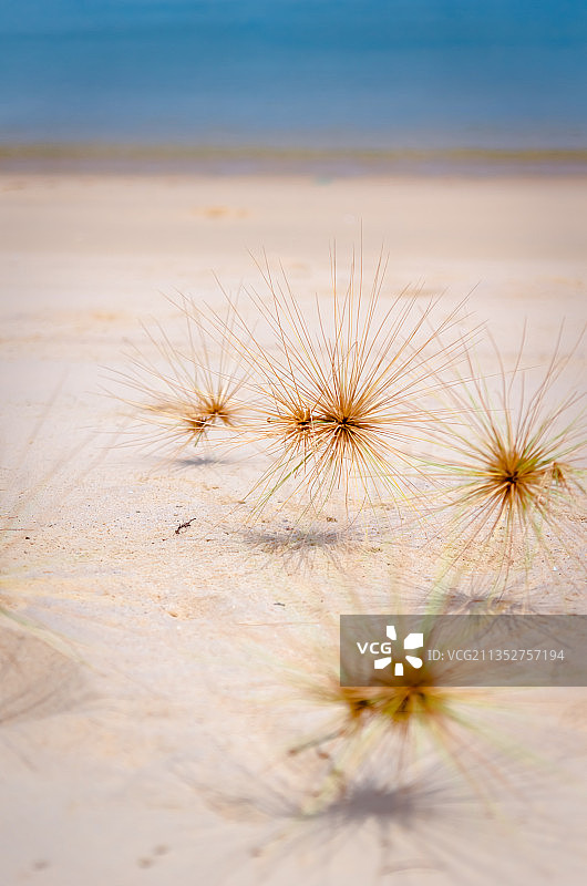 越南针茅草图片素材