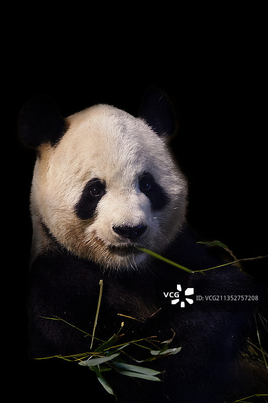 黑色背景下的刺猬特写，西班牙马德里图片素材