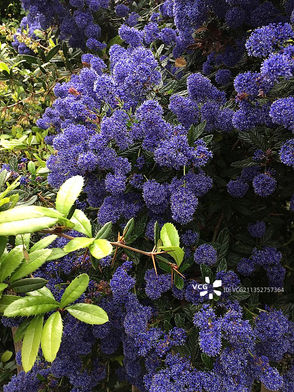 紫色开花植物的俯视角度照片图片素材