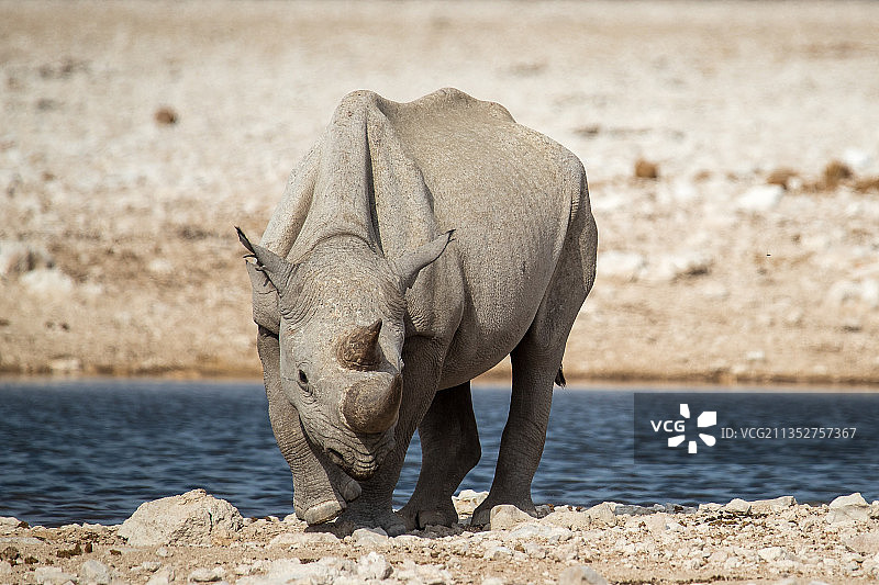 纳米比亚奥希科托地区，原野上站立的大象特写图片素材