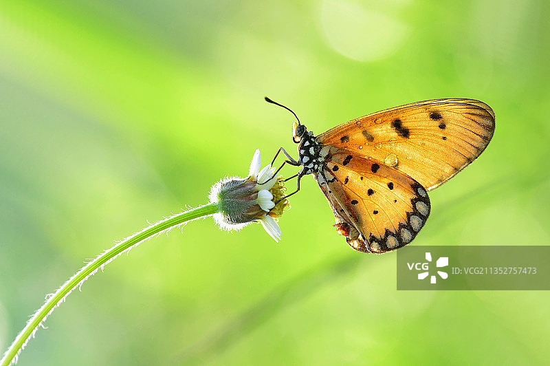 蝴蝶在花上授粉的特写镜头图片素材