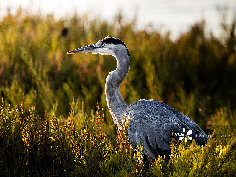 栖息在草地上的灰苍鹭特写，美国加利福尼亚州橙县图片素材
