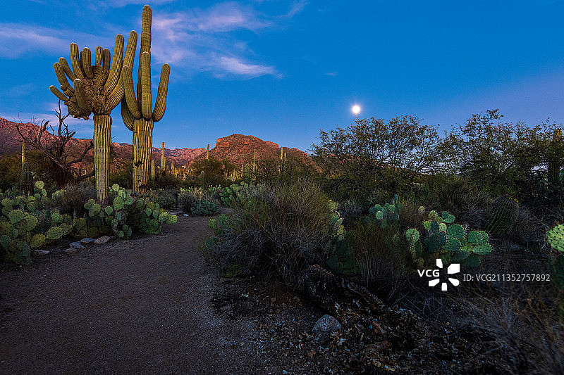 日落时分，生长在仙人掌上的树木，美国亚利桑那州卡塔利娜山麓图片素材