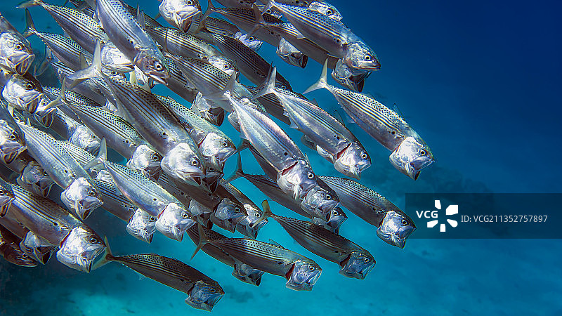 热带咸水鱼在海中游泳的鸟瞰图片素材