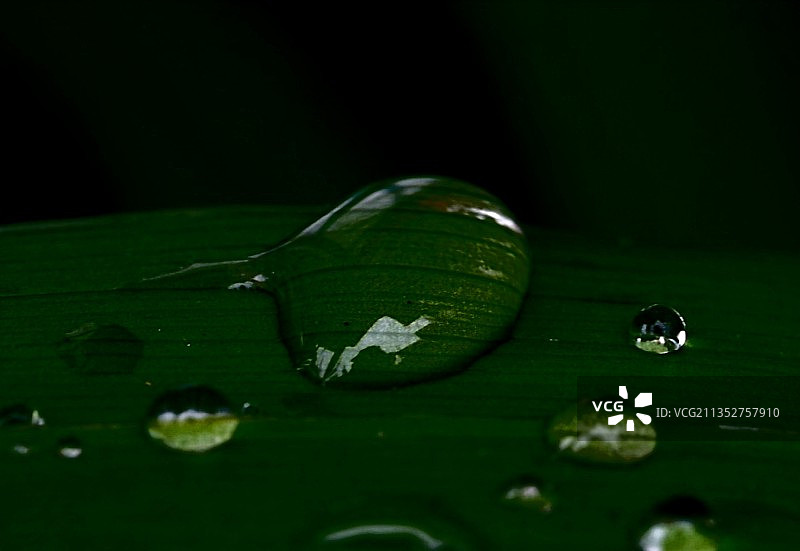 树叶上水滴的特写镜头图片素材