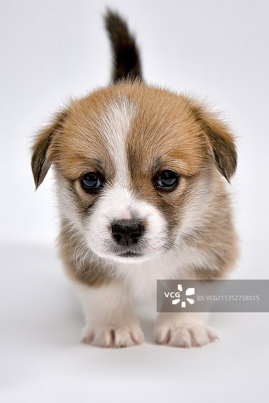 小狗特写肖像，白色背景，俄罗斯图片素材