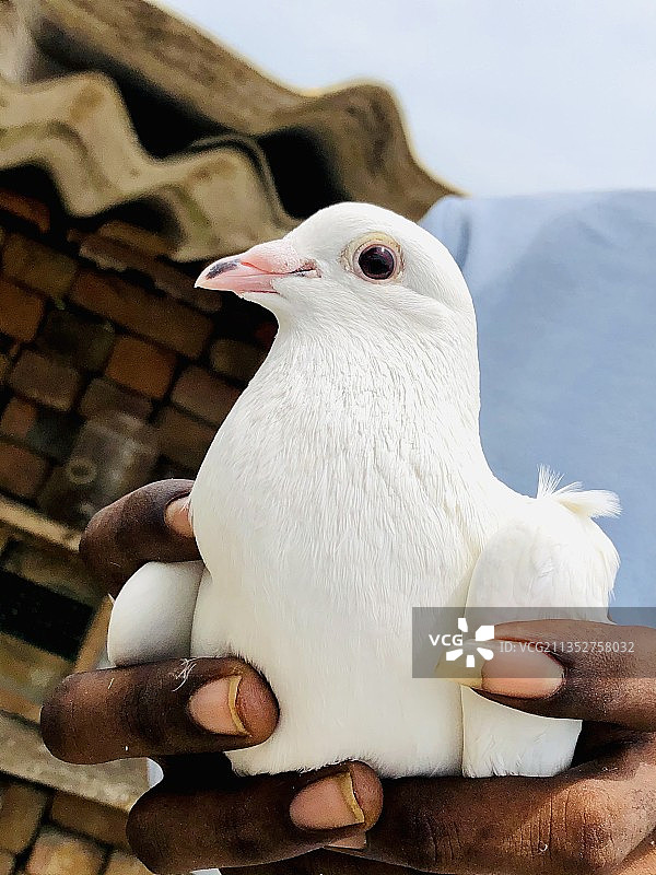 手持鸽子，拍摄于印度泰米尔纳德邦金奈图片素材