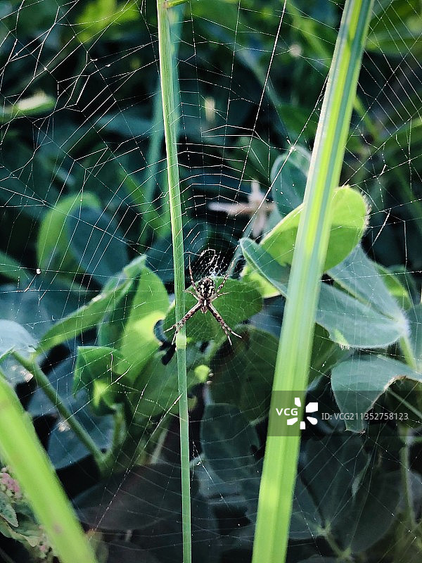 蜘蛛在网上的特写镜头图片素材