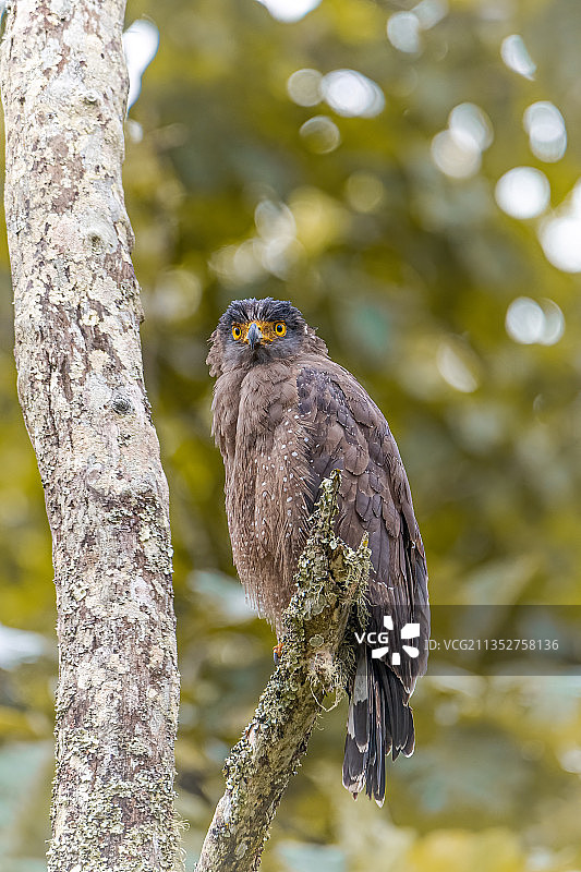 幼年横斑林鸮图片素材