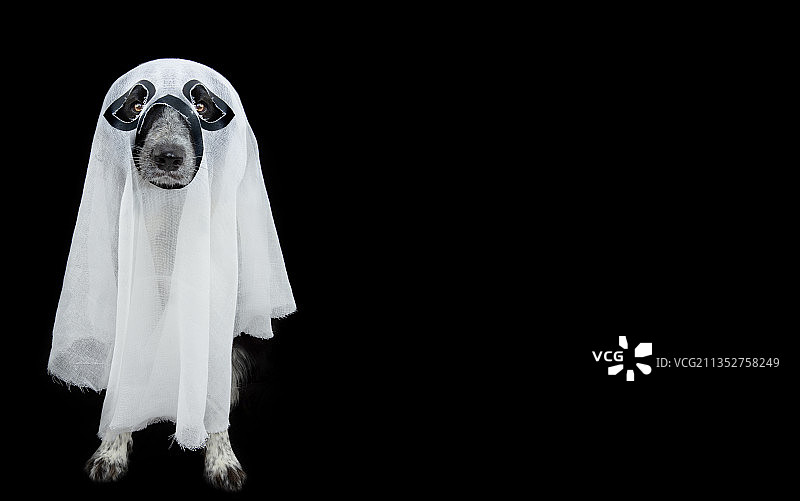 穿万圣节幽灵服装的狗图片素材