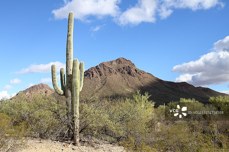 亚利桑那州图森市，土地上仙人掌的仰视角度照片图片素材