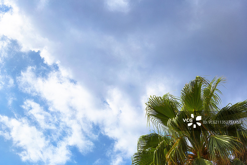 低角度仰望天空下的棕榈树，西班牙穆尔西亚图片素材