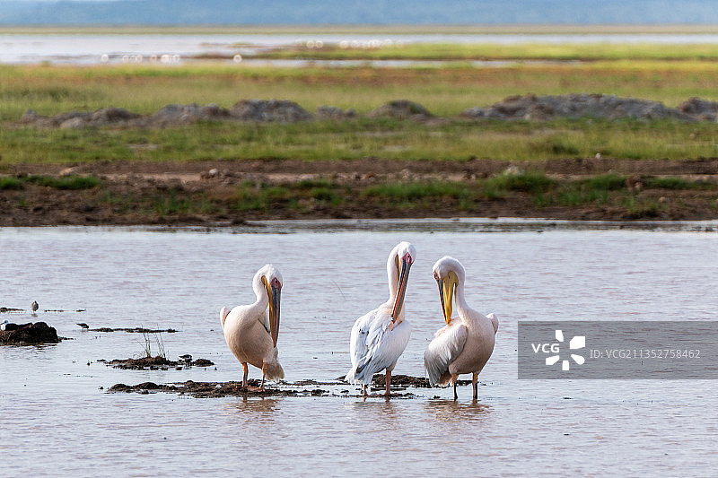 肯尼亚安博塞利湖中嬉戏的两只天鹅图片素材