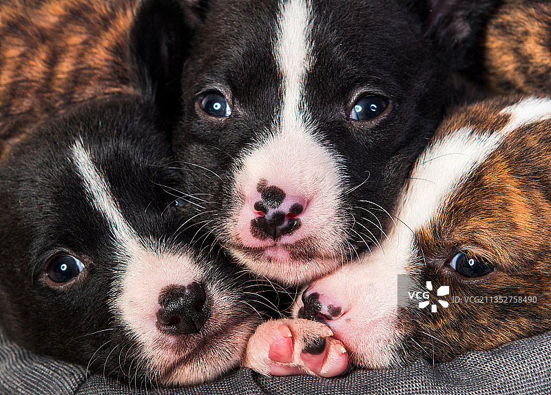 小狗特写图片素材