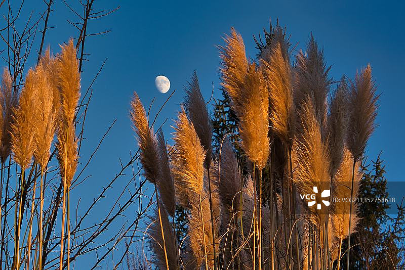 德国贝尔吉施格拉德巴赫植物的仰视角度照片图片素材