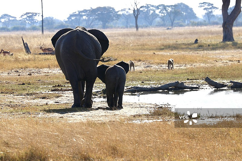 津巴布韦马纳潭国家公园的象群图片素材