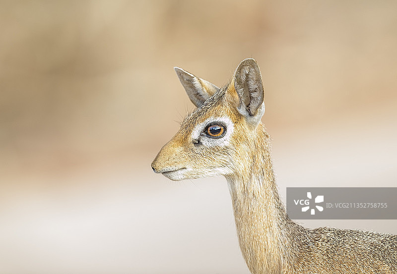 鹿回头特写图片素材